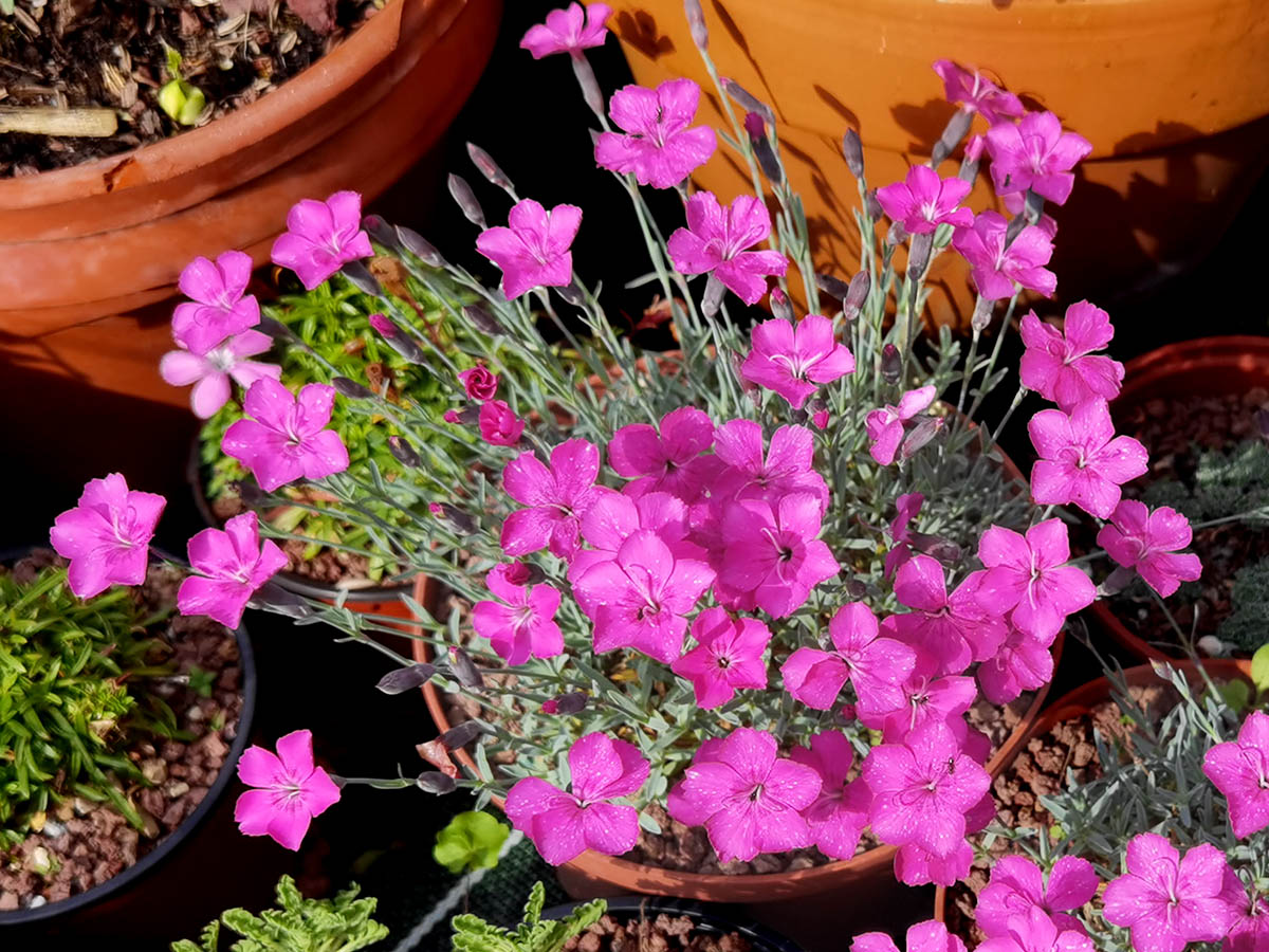 Dianthus 'Whatfield Magenta'